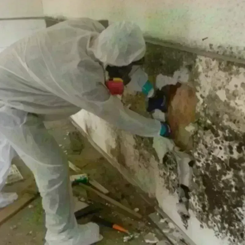 Mold Remediation and Removal in Wheatland, CA